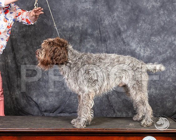 Wirehaired Pointing Griffon SunSSR_4707-FWTX2019-HR3