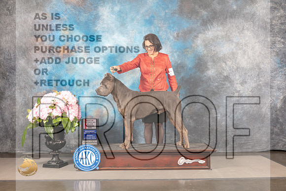 Cane Corso #7 SUN WD BOS Major Judge Ken Murray_MJ_8231_Houston_2022_HR3