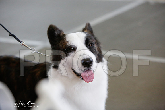 _JJ_3113-DallasJul2014-HR3
