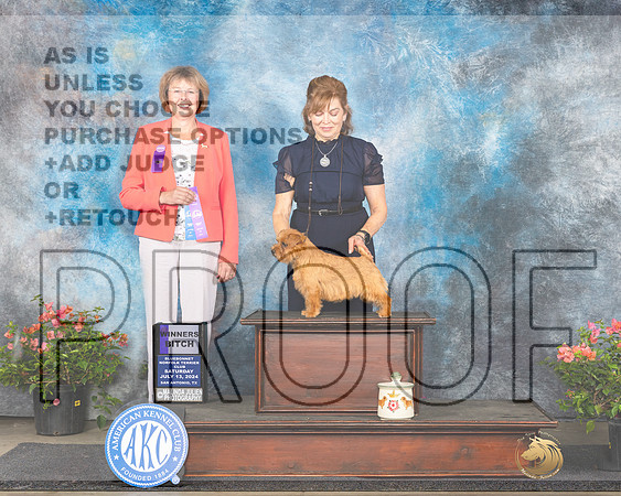 Norfolk Terrier #16 Sat WB Judge Cathy Morgan_JP_6009e_San Antonio_2024-HR3