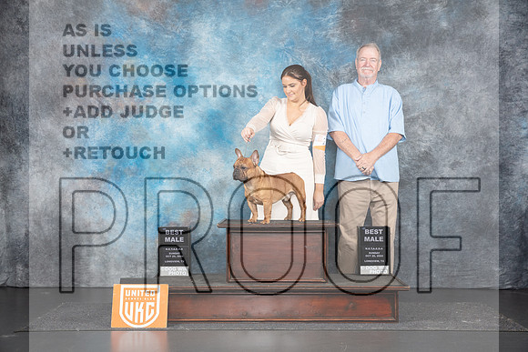 French Bulldog #234 Sun BM Judges Terri Rein & Sandra Phillips__JP_1551_UKCLNGVIEWOCT2024_2024_HR3