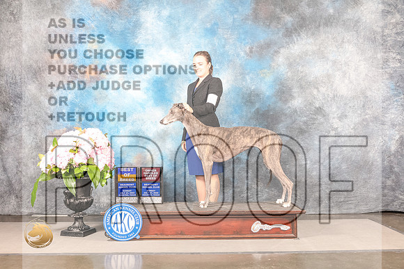 Greyhound #16 SUN BOB OHBOB Judge Polly SmithGreyhound #16 SUN BOB OHBOB Judge Polly Smith_MJ_8053_Houston_2022_HR3_Houston_2022_HR3