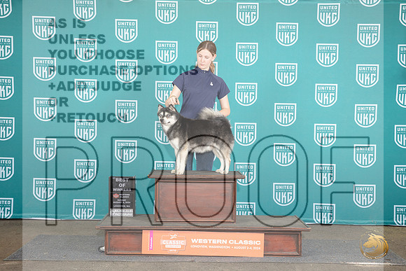 Alaskan Klee Kai #388 Sun BOW Judge Sharon Griffin__JP_2029_Longview WA_2024_HR3