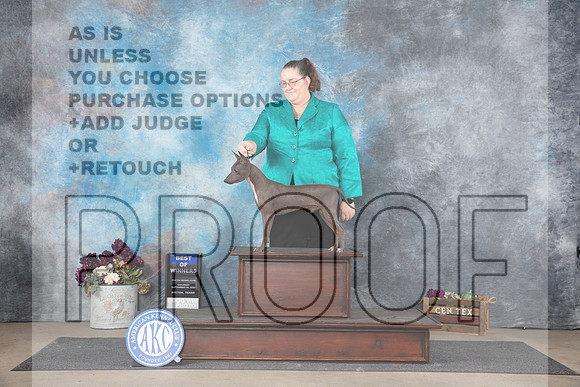 American Hairless Terrier #5 Sat WDBOW Judge Gloria Kerr__JP_7039_Belton_2024_HR3