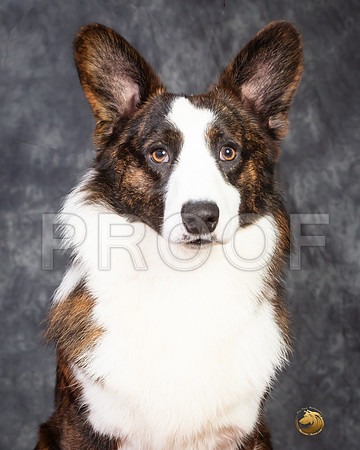 Cardigan Welsh Corgi Ashley Miller Headshot-SSR_4679e-HR3