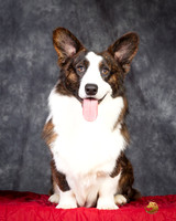 Cardigan Welsh Corgi Ashley Miller Headshot