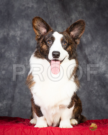 Cardigan Welsh Corgi Ashley Miller Headshot-SSR_4664e-HR3