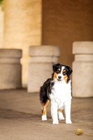 Australian Shepherd Emma Jenkins