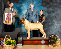 Bullmastiff #25 Fri BISS Judge Jim Fehring