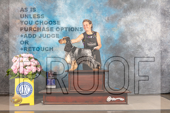 English Cocker Spaniel #5 THUR WD BOW Major Judge Barbara Alderman_MJ_3762_Houston_2022_HR3