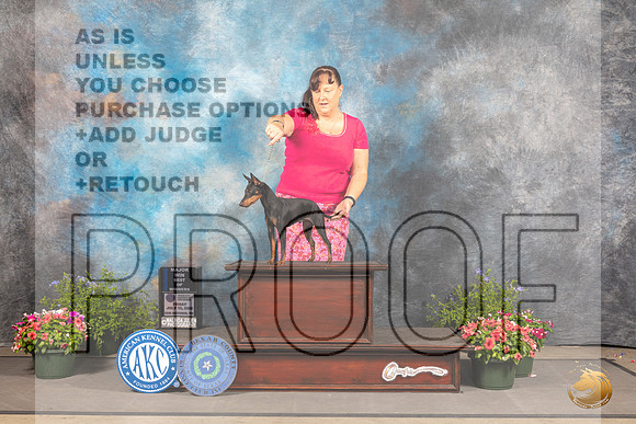 Toy Manchester Terrier #5 Fri BOW Judge Allen Odom_MJ_0031_SA_2022_HR3