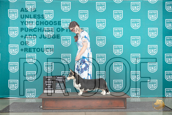 Cardigan Welsh Corgi #509 Fri BOWBOB Judge Stan Matsumoto__JP_1588_Premier_2024_HR3