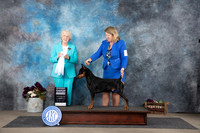 German Pinscher #5 Sat G4 Judge Sulie Greendale-Paveza