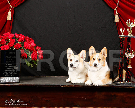 _ST_3390-2-HstnCorgiFeb2015-HR3