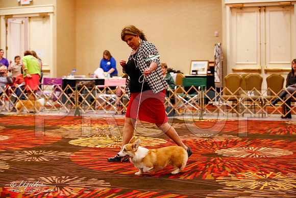 _JJ_8420-HstnCorgiFeb2015-HR3