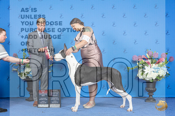 Great Dane #24 FRI BOS BOBOH Judge Douglas Johnson__JP_8979_Houston_2024_HR3