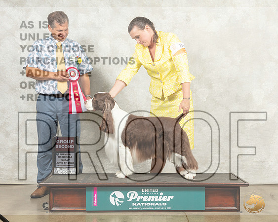 English Springer Spaniel #258 G2 Judge Antonio Raposo__MJ_8053_Premier_2022_HR3