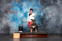 American Bully #192 Sun BF Judge Sandra Phillips