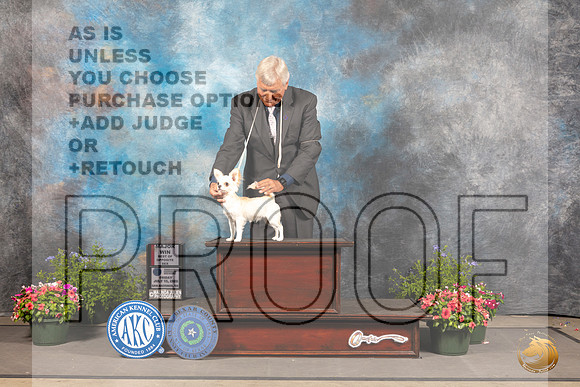Chihuahua Long Coat #11 Fri BOS Judge Allen Odom_MJ_0053_SA_2022_HR3