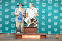 Minature American Shepherd #245 Sun BOB G1 Judge Alan Krenek