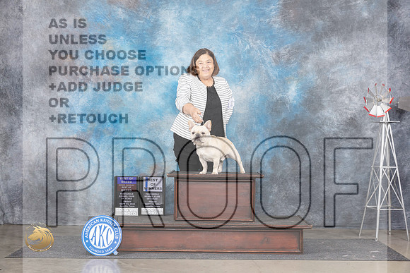 French Bulldog #15 Fri BOBOHBOBBOW Judge Denise Dean r__JP_6526_Amarillo_2024_HR3