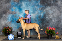 Great Dane #? Fri Julia Kerr