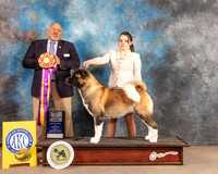 Akita #16 Fri BISS Judge Hal Biermann