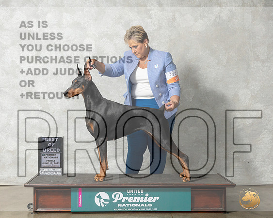 Doberman Pinscher #882 Fri BOB Judge Sandra Kowalski__MJ_7765_Premier_2022_HR3