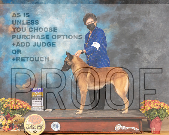 Belgian Malinois #7 Sat BOB Judge Karen Hynek_MMJ_6542_Tyler2021