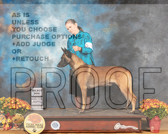 Belgian Malinois #9 Sat SD Judge Karen Hynek_MMJ_6556_Tyler2021