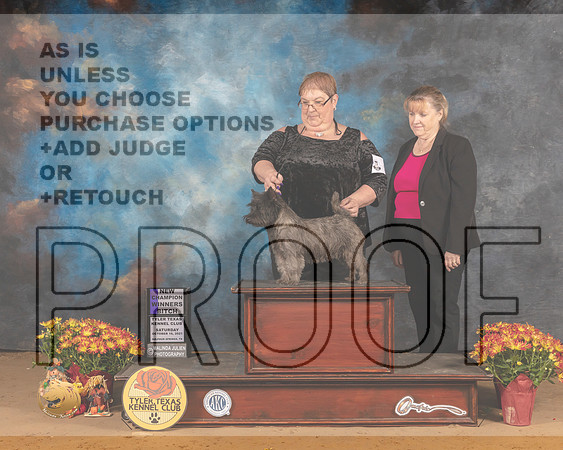 Cairn Terrier #8 Sat WB Judge Nicolas DeBedout_MMJ_6582_Tyler2021