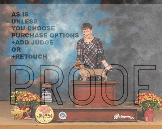 Dachshund Wirehaired #8 Sat BOSWB Judge  Nicolas DeBedout_MMJ_6602_Tyler2021
