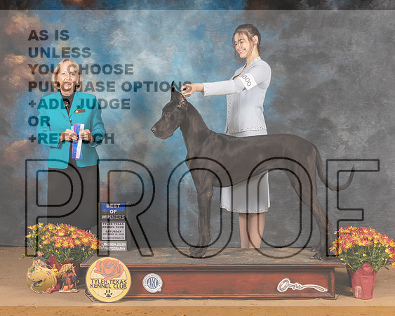 Great Dane #14 Sat BOW Judge Alisa Brotherhood_MMJ_6578_Tyler2021