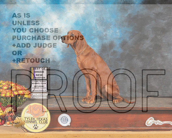Redbone Coonhound #10 Sat BOB Judge Nicolas DeBedout_MMJ_6550_Tyler2021