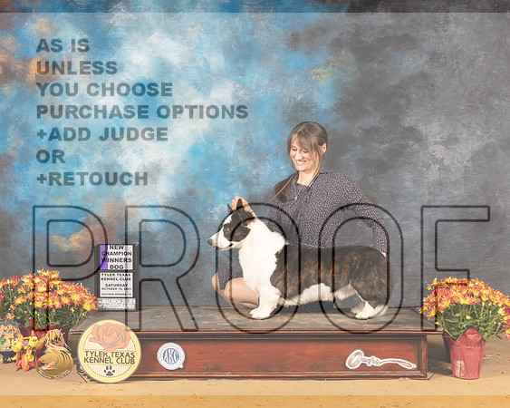 Cardigan Welsh Corgi #5 Sat WD Judge Karen Hynek_MMJ_1588_Tyler2021