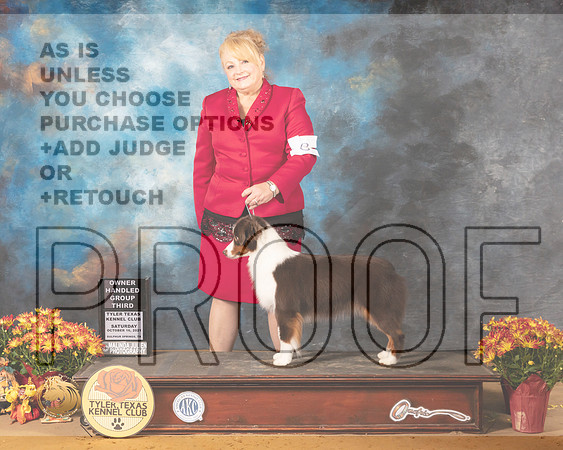 Miniature American Shepherd #8 Sat OHG3 Judge Nicolas Debedout_MMJ_1649_Tyler2021