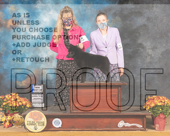 Schipperke #7 Sat BOWWD Judge Carol Moser_MMJ_1635_Tyler2021