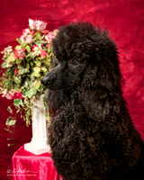 Poodle Standard Portrait Sherry Stone