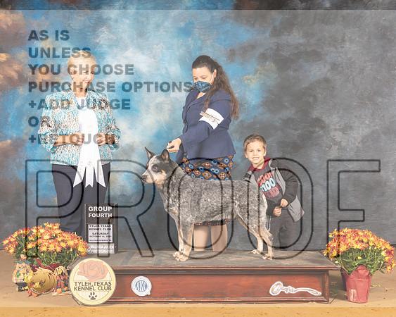 Australian Cattle Dog #5 Sat G4 Judge Karen Hynek_MMJ_1739_Tyler2021