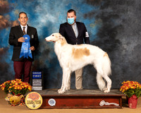 Borzoi #8 Sat G1 Judge Nicolas Debedout