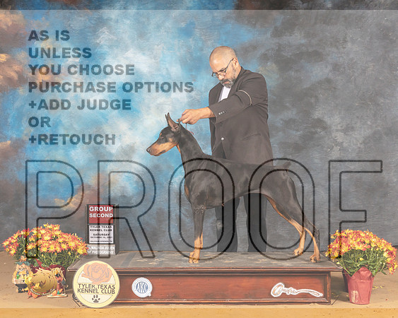 Doberman Pinscher #12 Sat G2 Judge Karen Hynek_MMJ_1694_Tyler2021