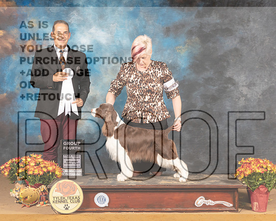 English Springer Spaniel #6 Sat G4 Judge Nicolas Debedout_MMJ_1783_Tyler2021