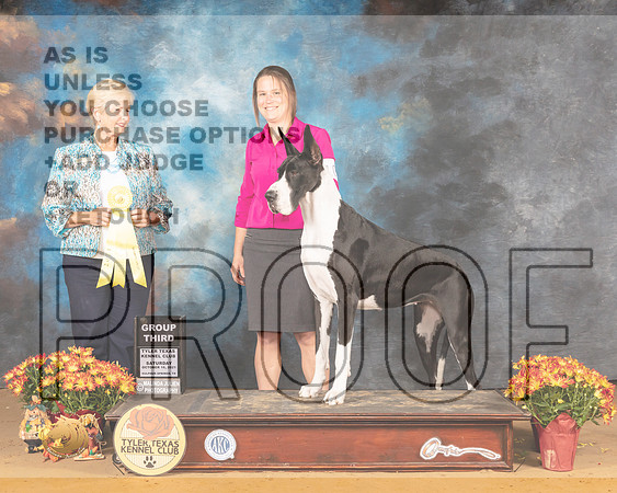 Great Dane #10 Sat G3 Judge Karen Hynek_MMJ_1708_Tyler2021