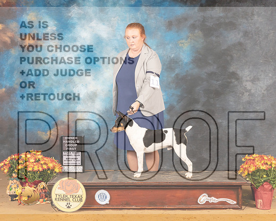 Rat Terrier #11 Sat OHG1 Judge Nicolas Debedout_MMJ_1727_Tyler2021