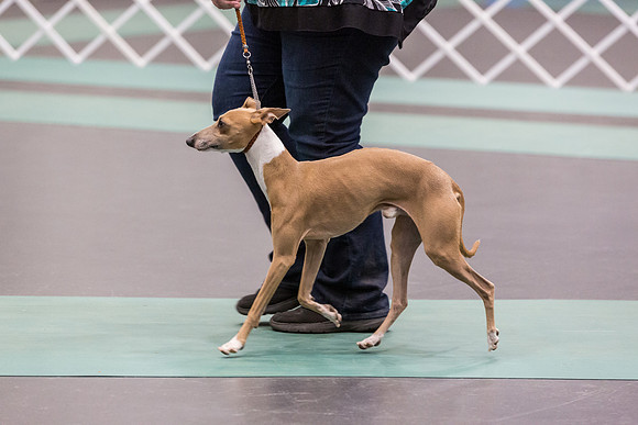 Italian Greyhound Sat Ring_JJL_0753_UKCLNGVIEWOCT2024_2024_HR3