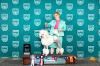Poodle Std #615 Sat CH