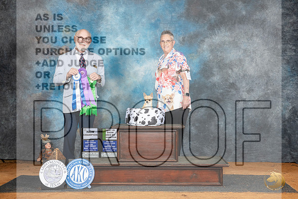 Chihuahua Smooth #16 Sat MBOWCH Judge Tim Robbins__JP_7993_MARSHALL_2024_HR3