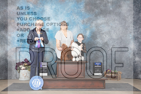 Poodle Miniature Sun WD BOW Judge Sulie Greendale-Paveza__JP_7983_Belton_2024_HR3