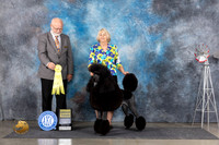 Poodle Std #9 Fri G3 Judge Gary Andersen