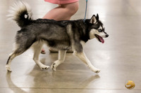 Alaskan Klee Kai Ring Fri